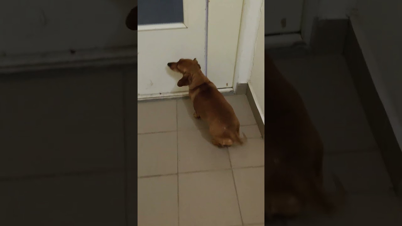 там Владик пришёл &sup2; #абакасобака #pets #моня #суперсобака #такса