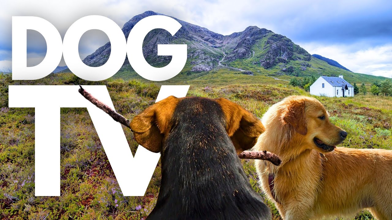 GoPro DogTV | 10hrs of Calming Virtual Dog Walks Through Scottish Highlands 🐾⛰️ Dog POV