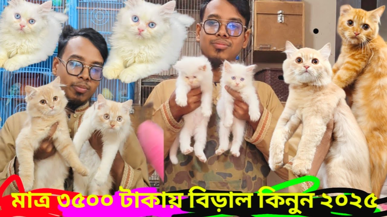 Persian Cat price in Bangladesh | Cat Price in Bangladesh | কম দামে বিদেশি বিড়াল কিনুন ২০২৫ #cat 