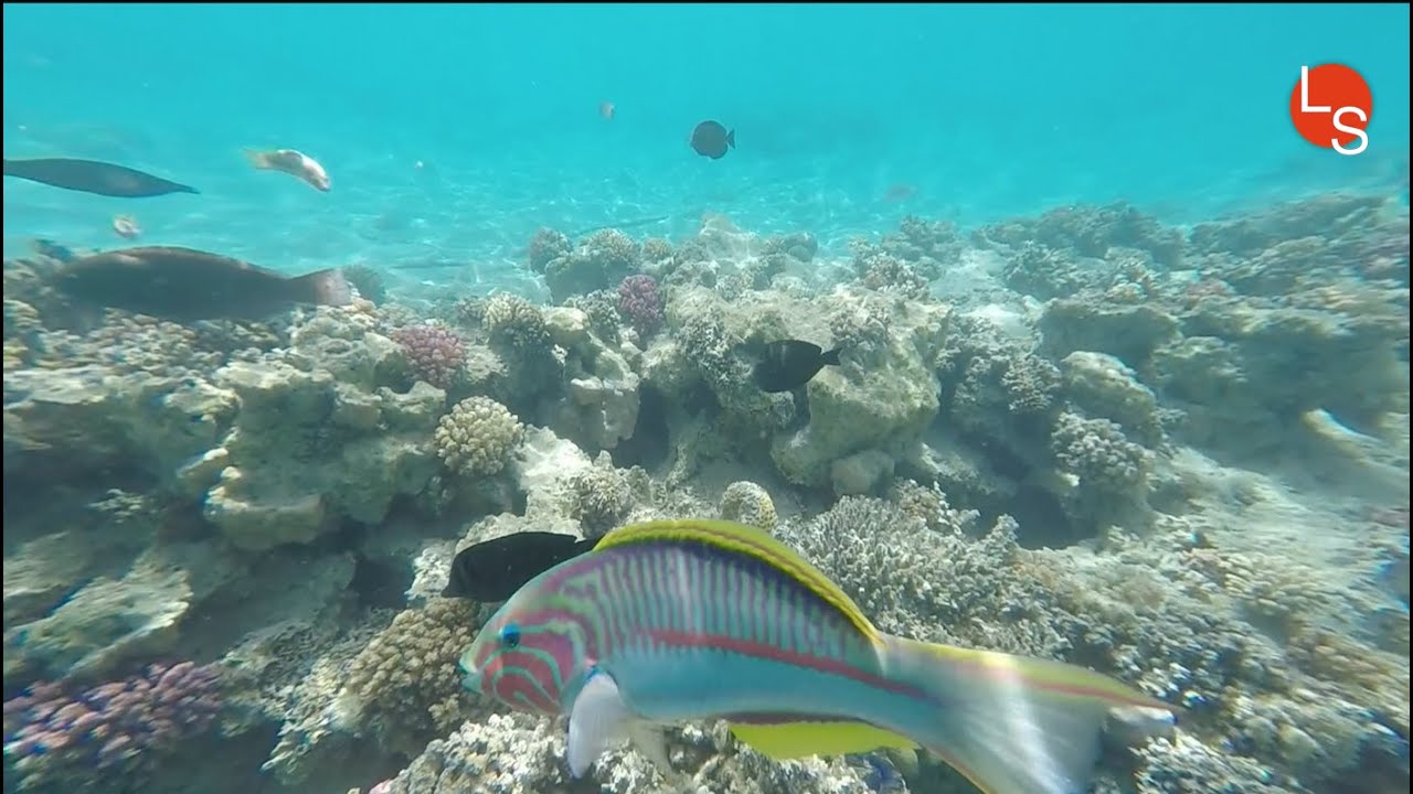Aurora Bay - Marsa Alam, Egypt