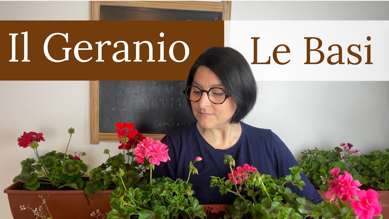 Geranio: tutto ciò che devi sapere per averli stupendi | Pelargonium