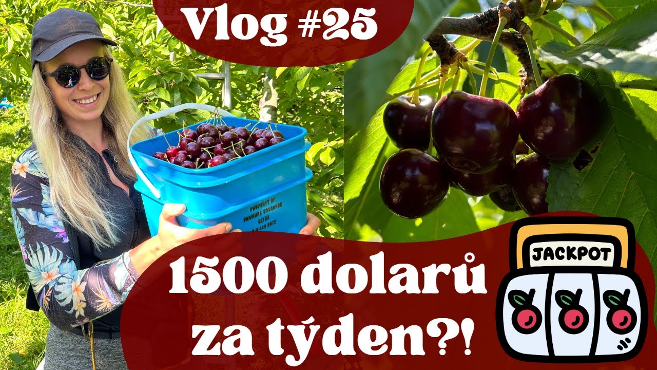 Práce na sadu - sběr třešní (Jak vypadá pracovní týden) | VLOG Nový Zéland #25