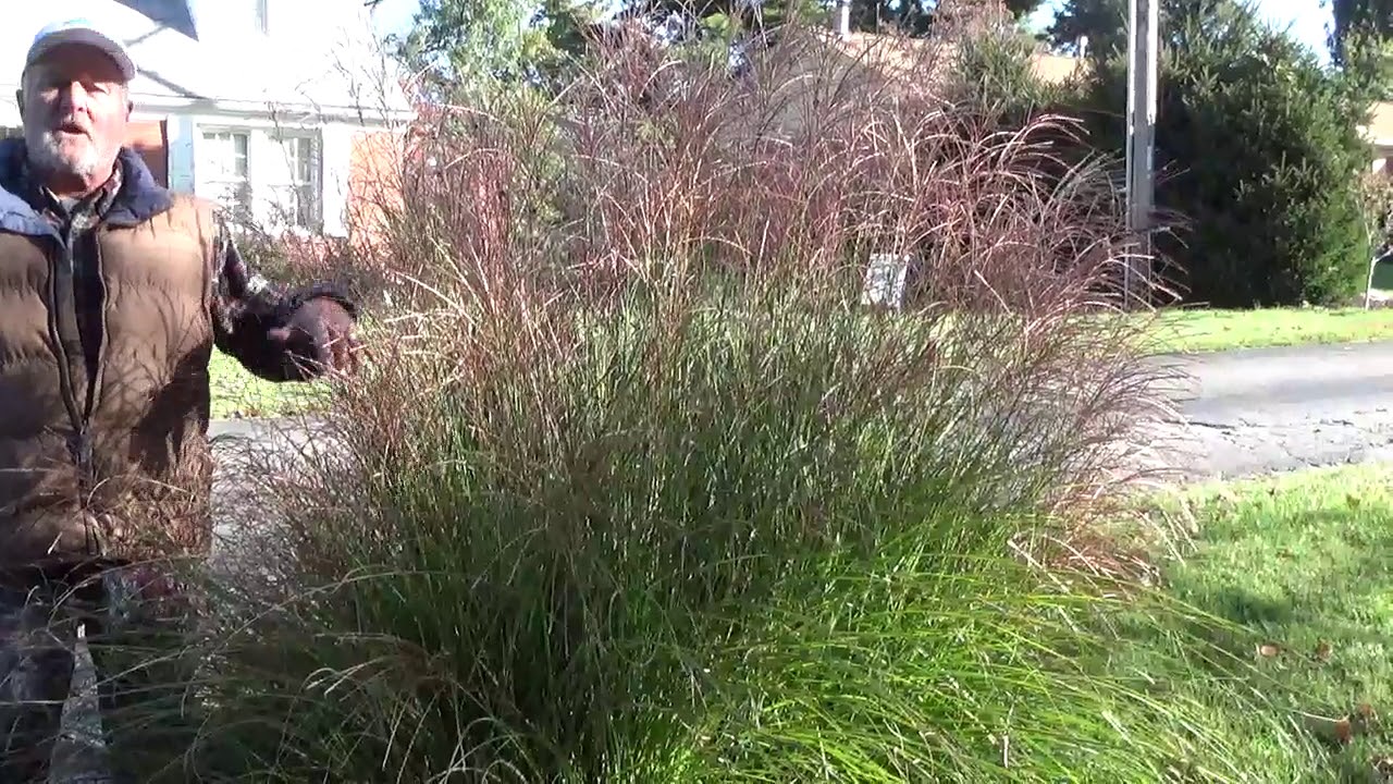 Do you trim your ornamental grasses in the fall or spring?