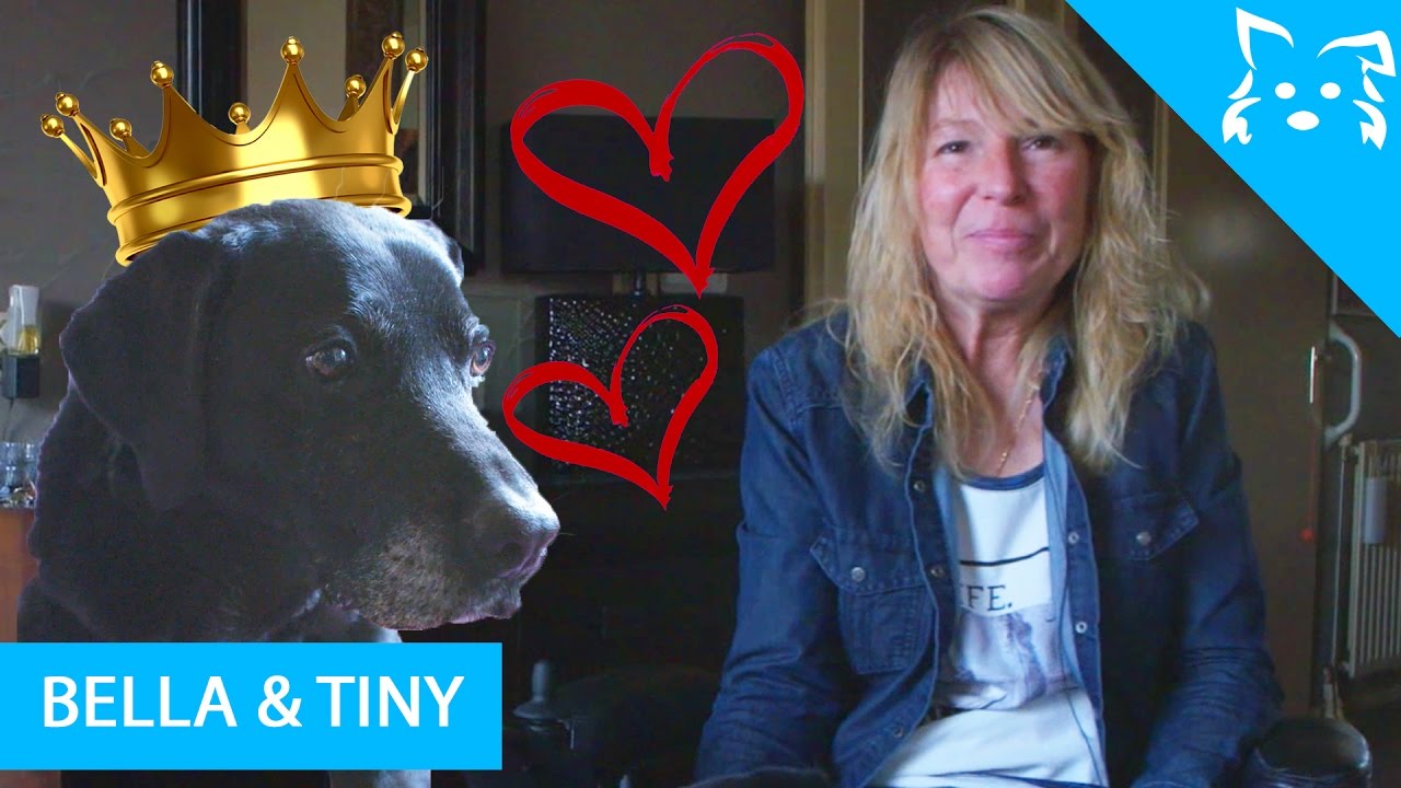 Zonder BELLA zou ik niet meer thuis kunnen wonen - HOND van het JAAR VERKIEZING #1