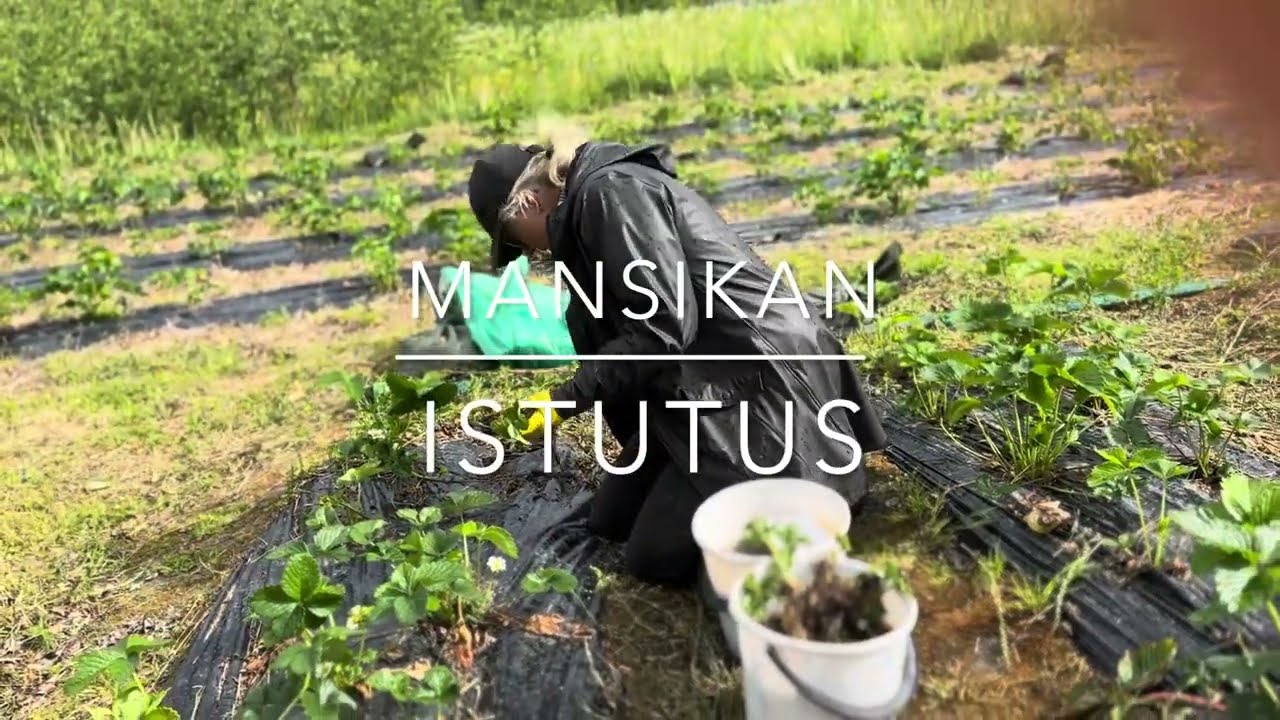 KUINKA ISTUTAN MANSIKAN?🍓🍓🍓