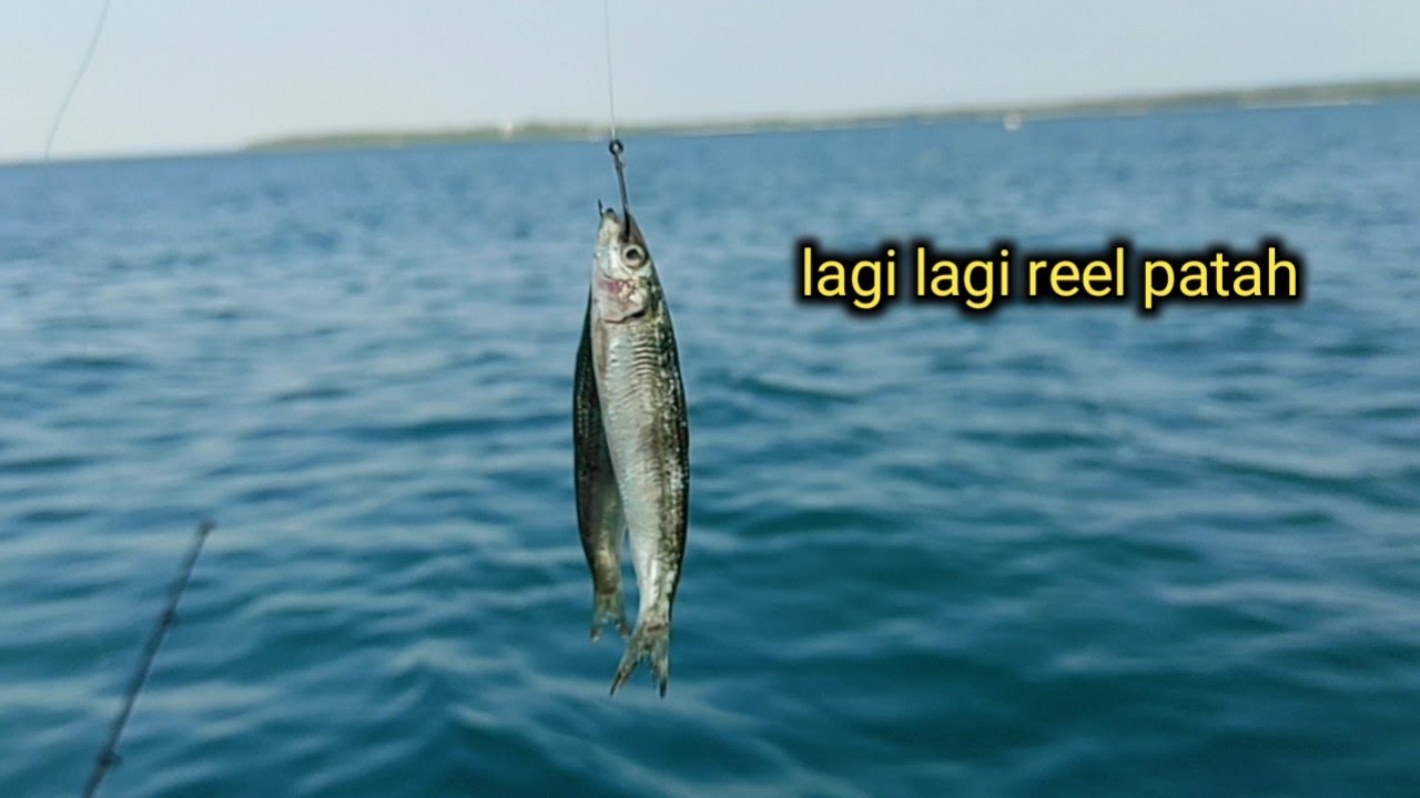 baru lempar langsung di hap!! mancing tuna