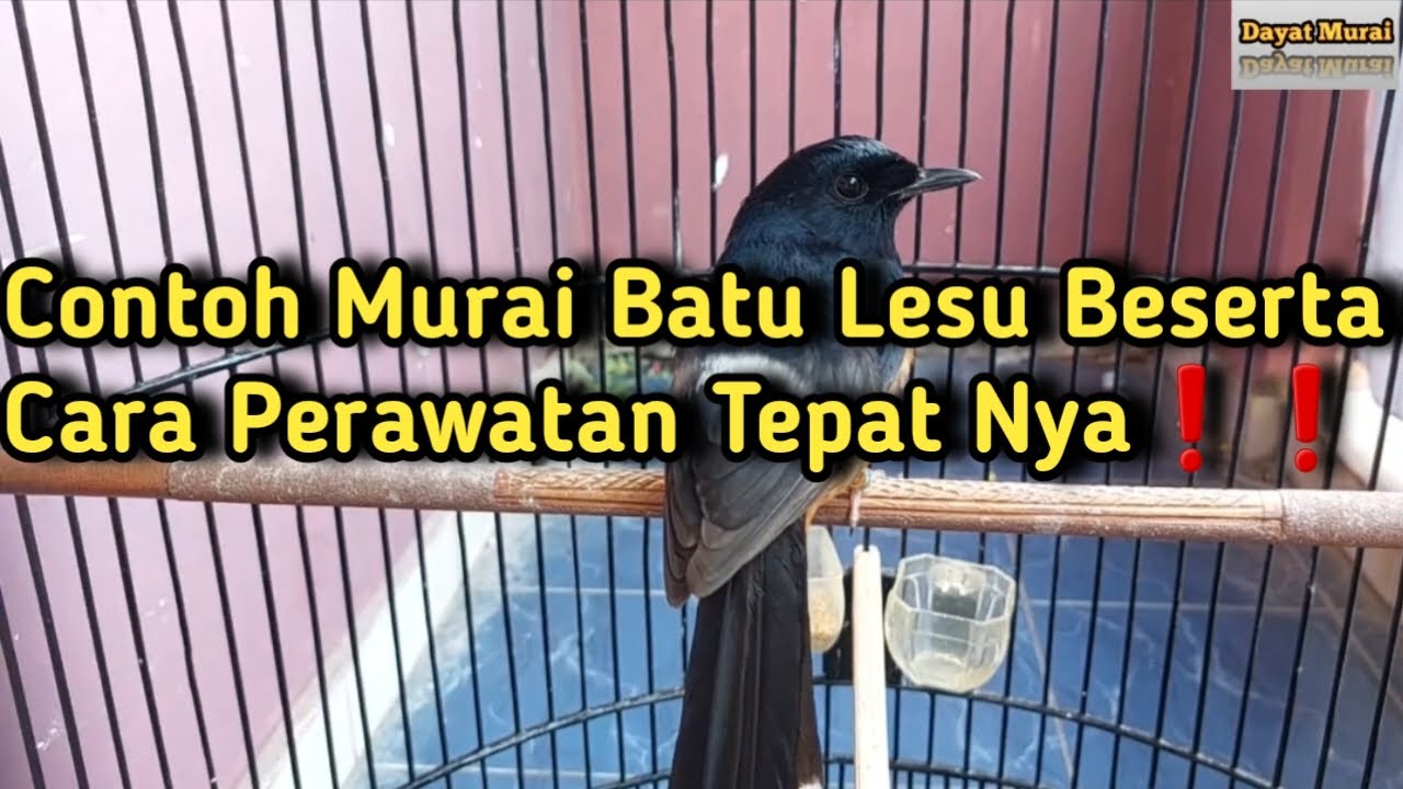 Contoh Murai Batu Lesu Beserta Cara Perawatan Tepat Nya❗️