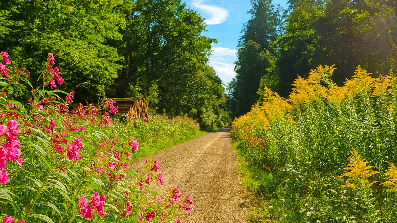 Virtual Cycling Through Wildflowers 🌸 Forest Ride to a Sea of Hydrangeas | Slow TV 4K