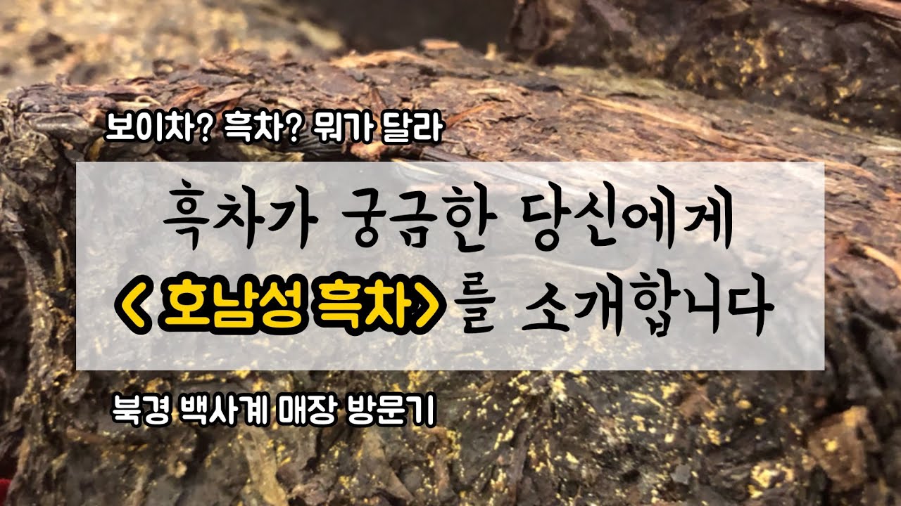 흑차 입문자를 위한 티클래스/ 보이차와 흑차의 관계는?/ 백사계 북경 매장 방문기/천량차,복전차 금화,대사 인장차, 흑차 훼괴/﻿普洱茶/安化黑茶/茯塼茶/白沙溪
