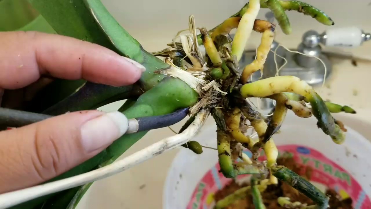 Orquídeas rescatadas de la basura.