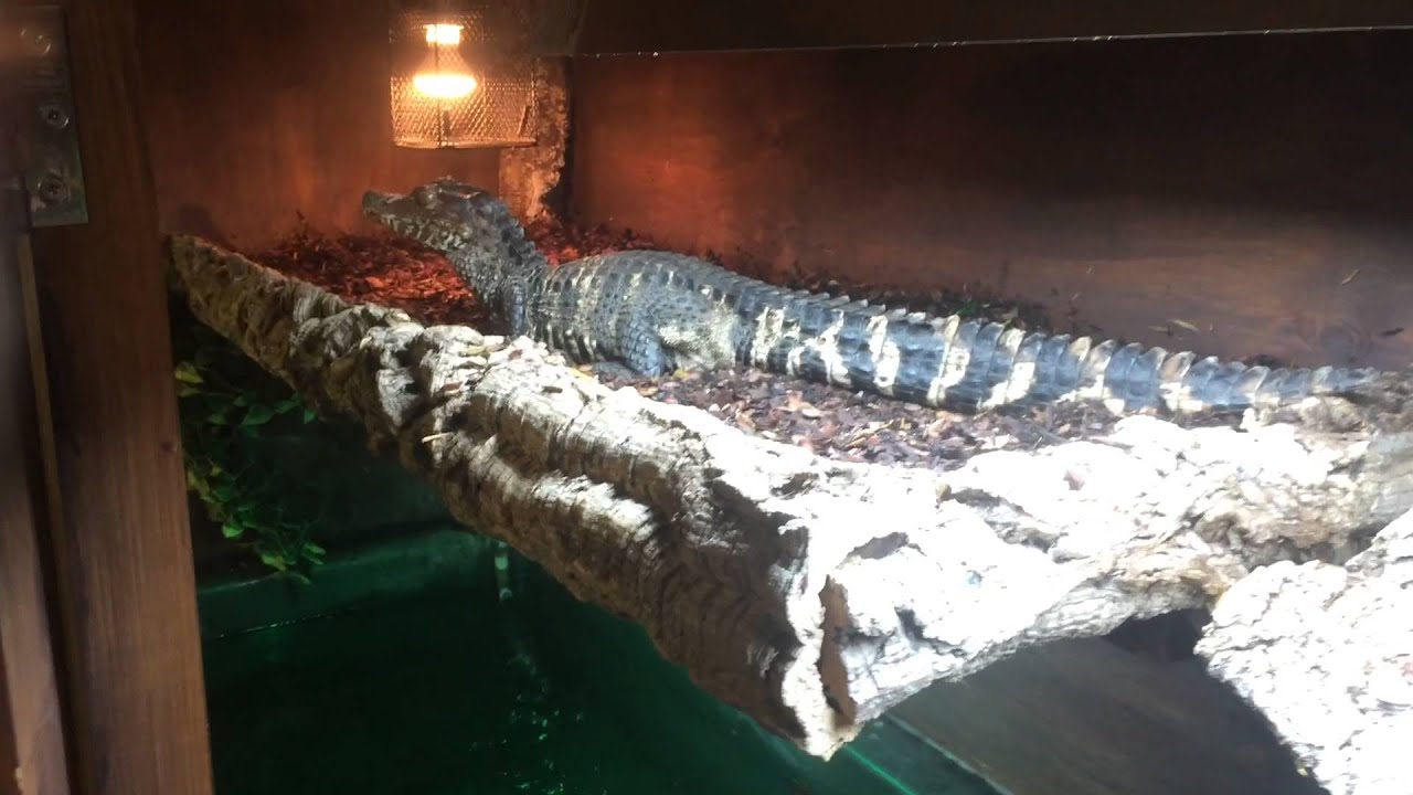Amelia my Dwarf Caiman