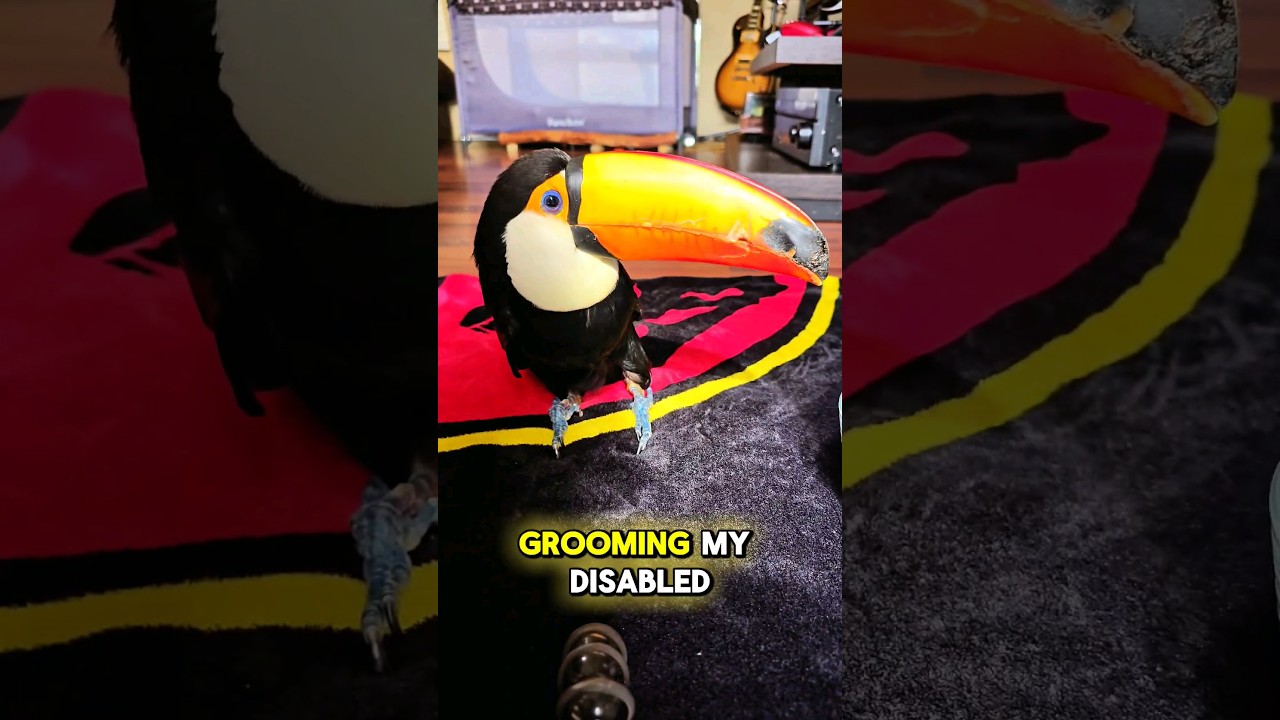 grooming my disabled toucan #cuteanimal #animals #birb #birds #parrot #toucan #cute #shorts #asmr