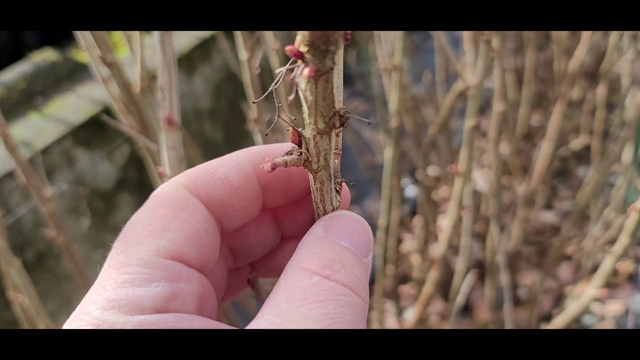 How to grow BLACK CURRANT 2021