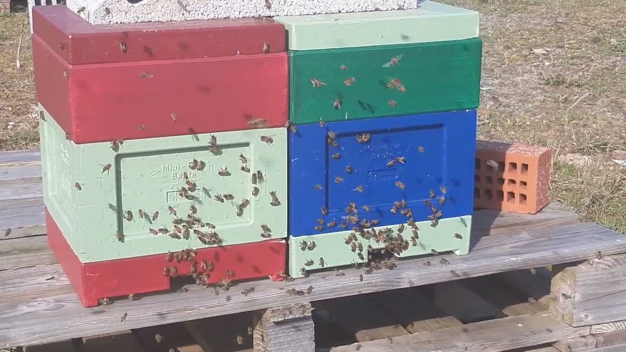 Essaim miniplus reine Buckfast 2021
