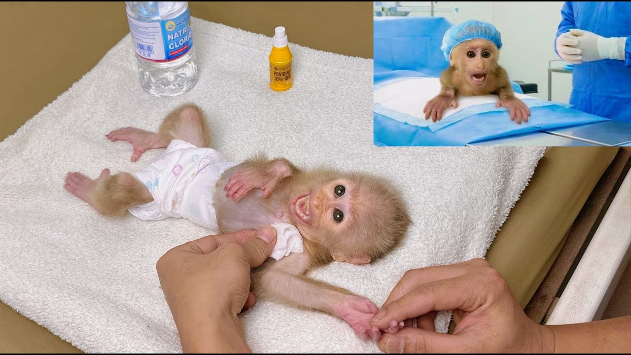 Baby Monkey Lulu’s Wound Is Carefully and Professionally Treated by Dad — Post-Surgery Recovery.