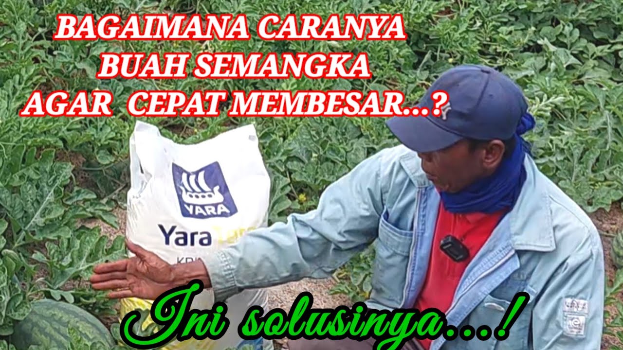 CARA EFEKTIF BUAH SEMANGKA CEPAT MEMBESAR‼️