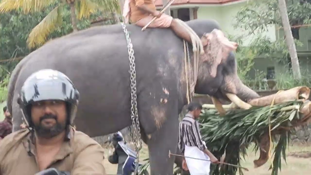 ആന അമ്പലത്തിൽ വന്നപ്പോൾ😱