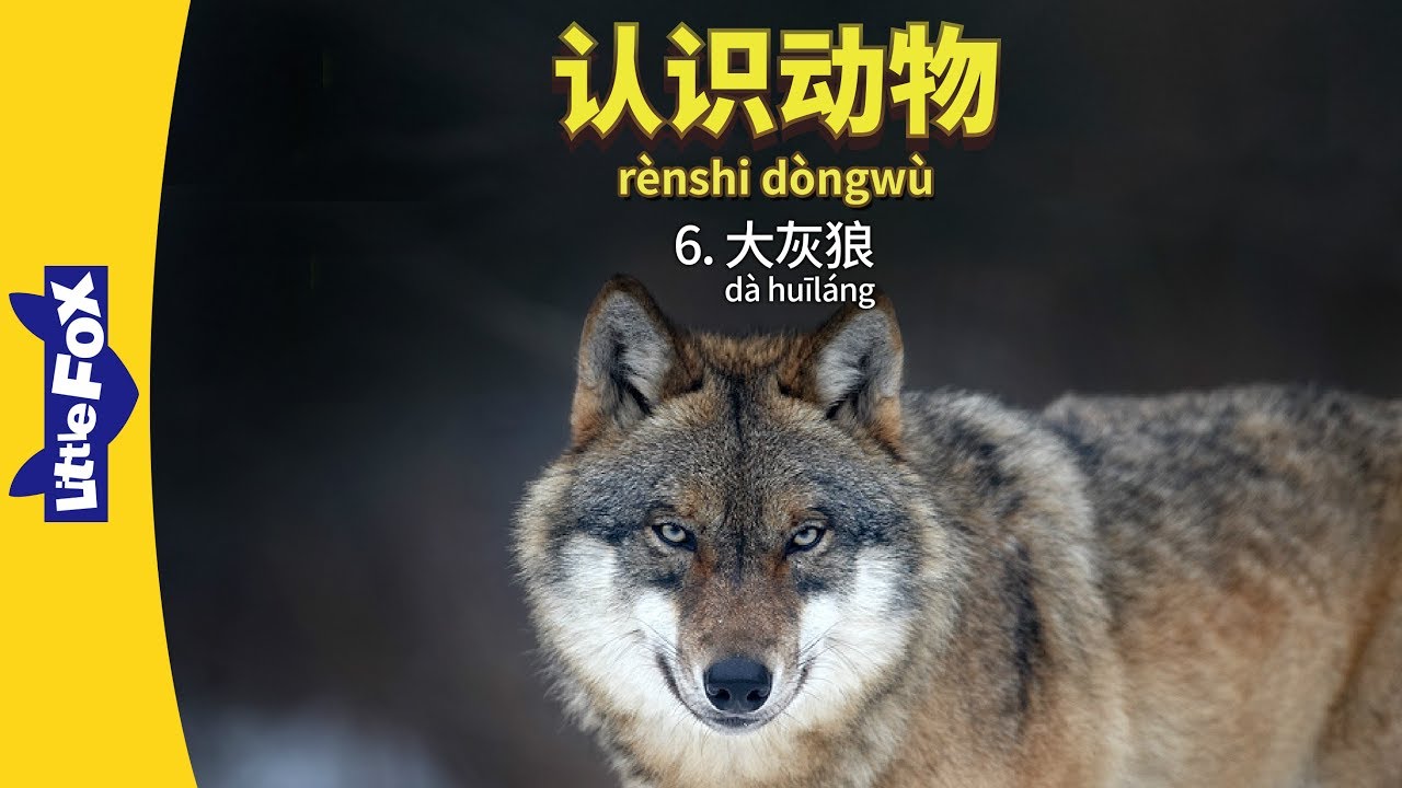 Meet the Animals 6: Gray Wolf (认识动物 6：大灰狼) | Animals | Chinese | By Little Fox