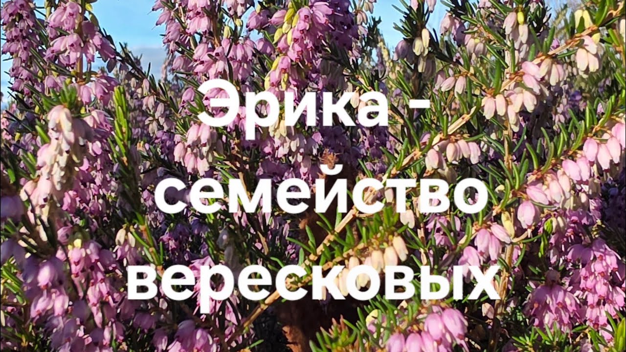 Эрика - кустарник семейства верисковых.