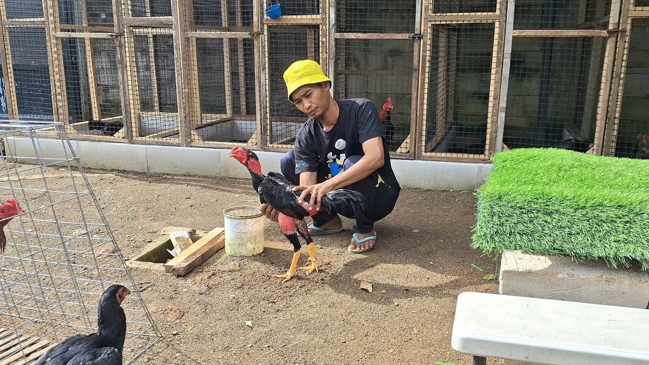 Rahasia Merawat Ayam Bangkok Usia Dewasa Biar Tetap Gacor