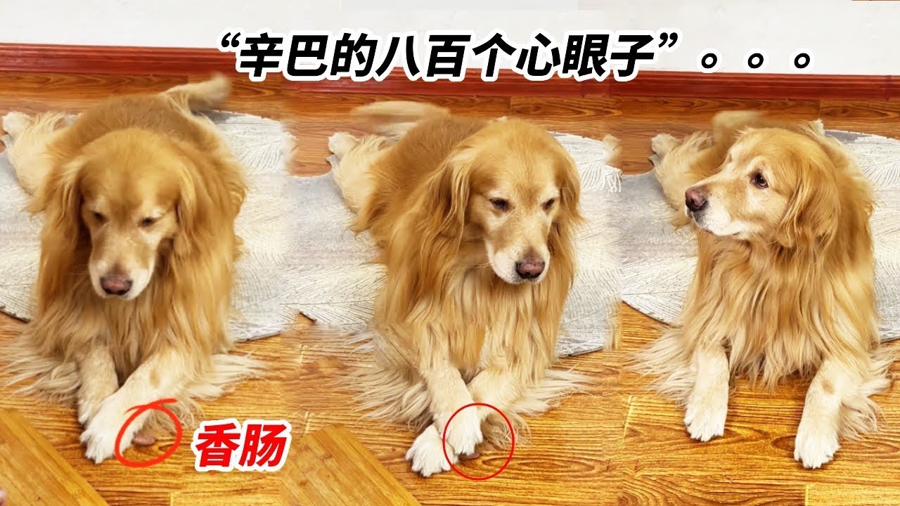 辛巴是只汪🐶：烦人一块都不给我留！快给我沾点牛奶！#萌宠出道计划 #万物可爱计划 #宅家治愈记