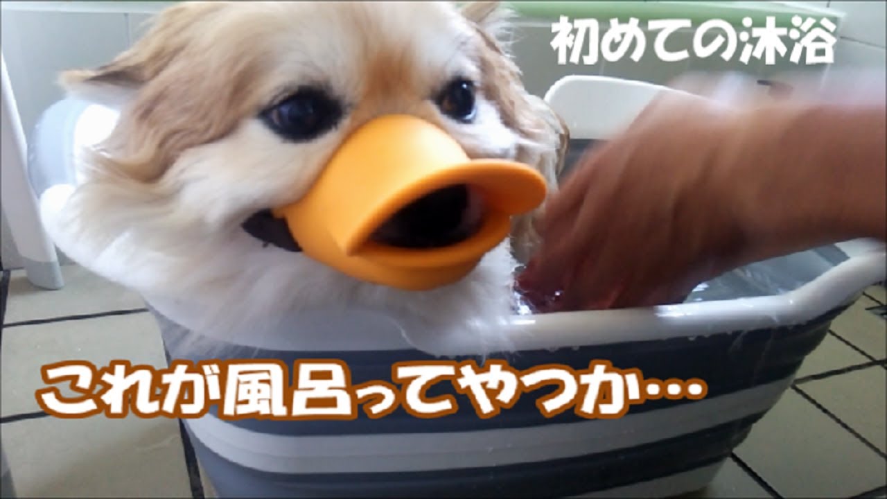 コタ今度はお風呂で獣臭消される&オトンの足がムカつくねん!【沐浴編】