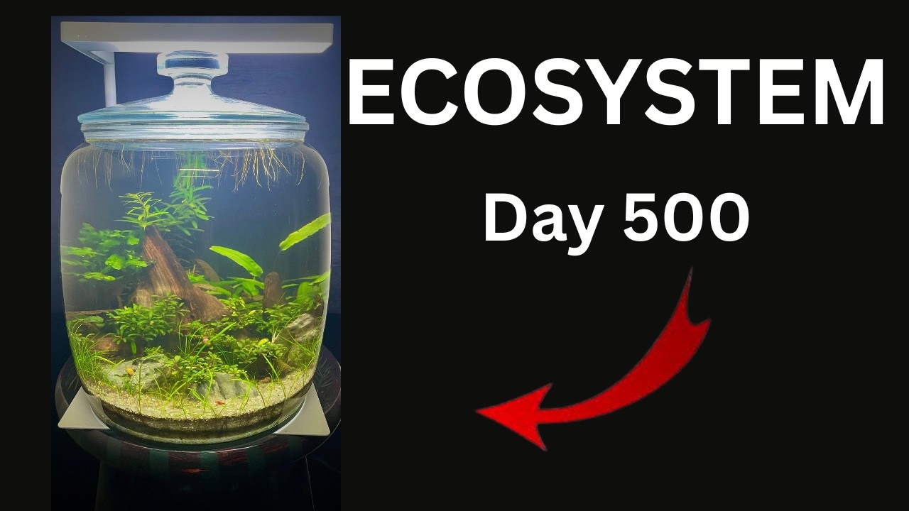 No Filter Ecosphere After 483 Days