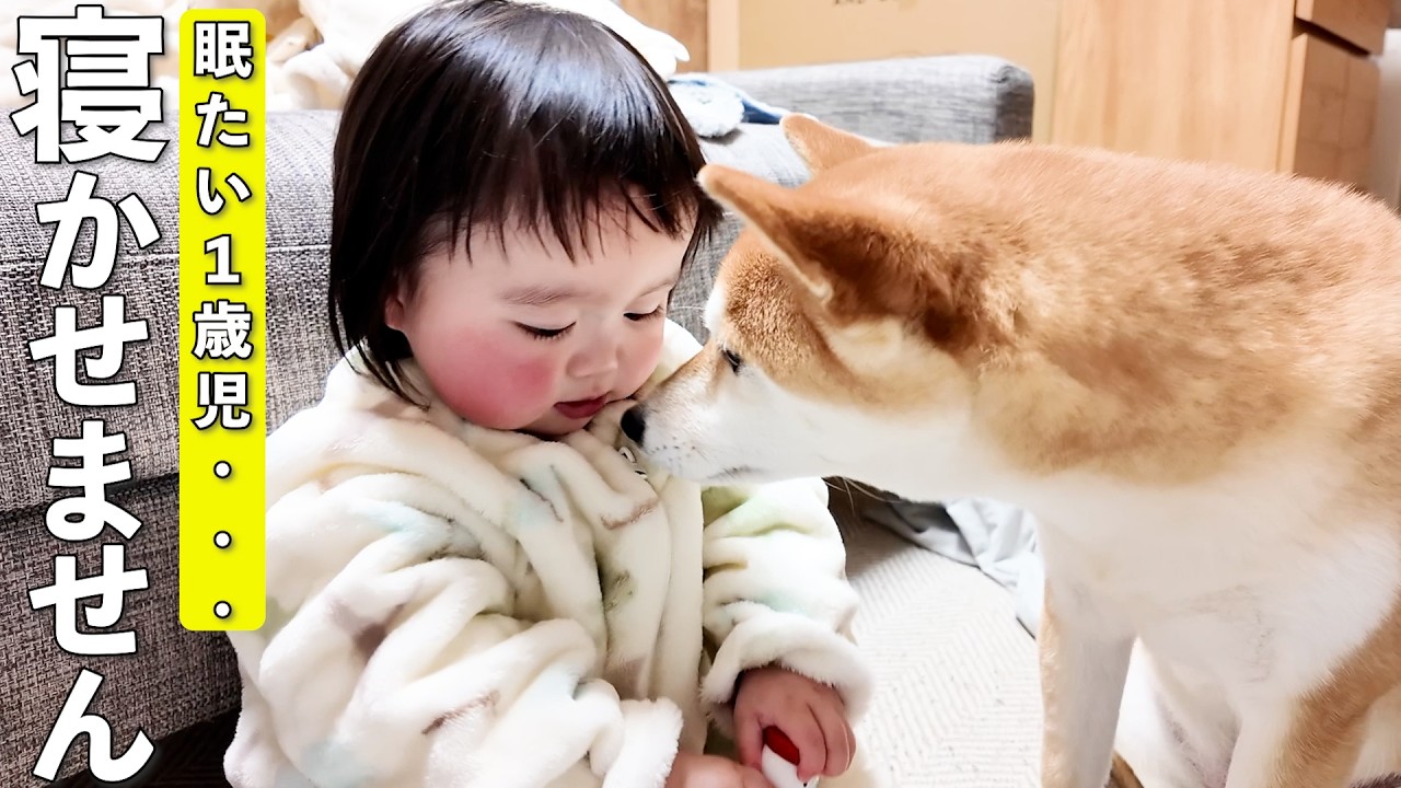 1歳児を寝かせようとしたら柴犬が全力で邪魔をしてくる件ww