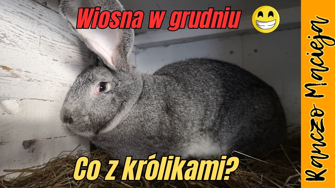 Co tam u moich królików? #445 [4K]