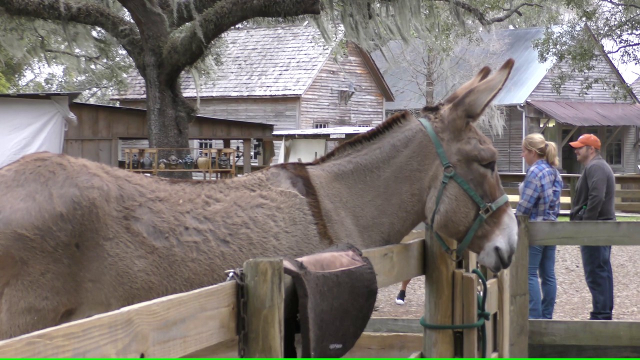 Florida State Fair - Cracker Country Talking Donkey - 4k Video