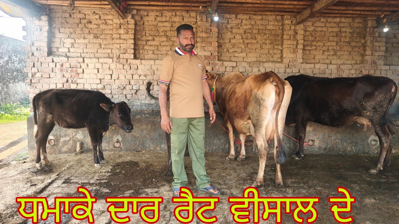ਸੱਜਰ ਸੁਈਆ ਵੈਹੜਾ ਵੀਕਾੳ ਫੋਨ ਨੰਬਰ 8427278296#subscribemychannel 