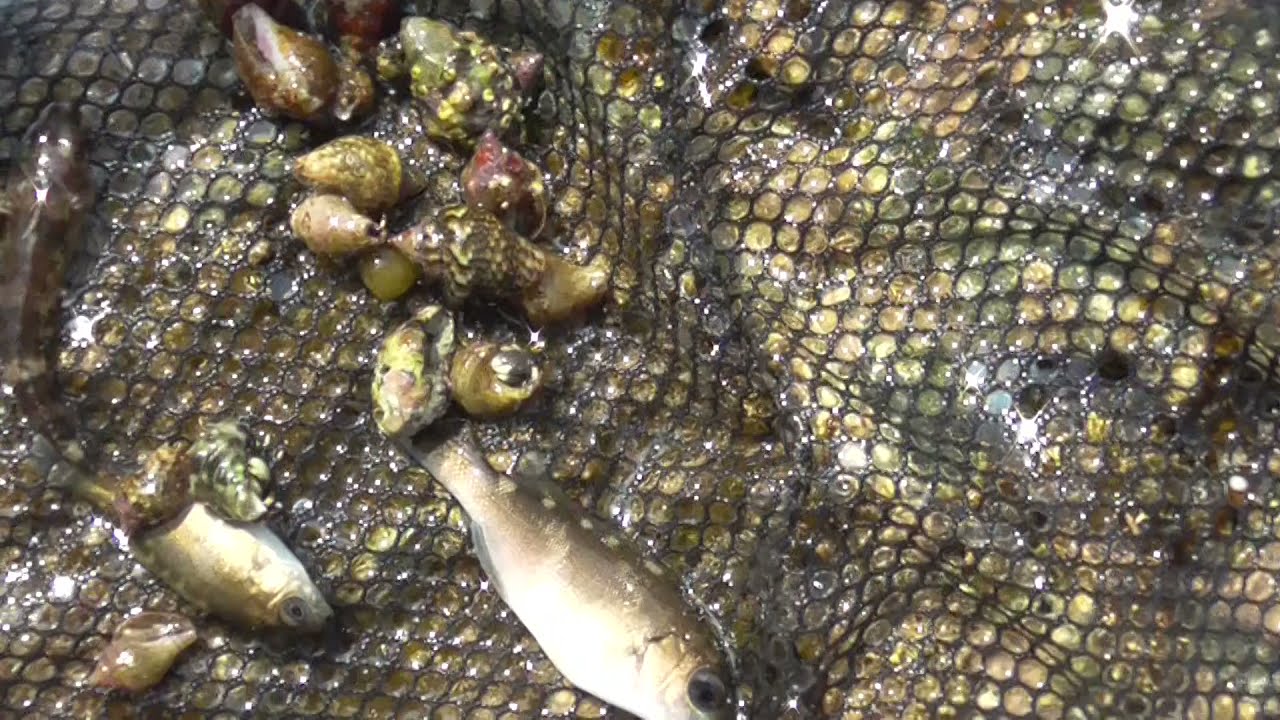 磯遊び、タイドプールの小魚捕まえ方コツ紹介。潮だまりには形状や深さ、大きさがあるので、たも網の届きやすいところを見つけるのがベスト。夏は磯の上で、親子で一緒に思い切り遊ぼう！