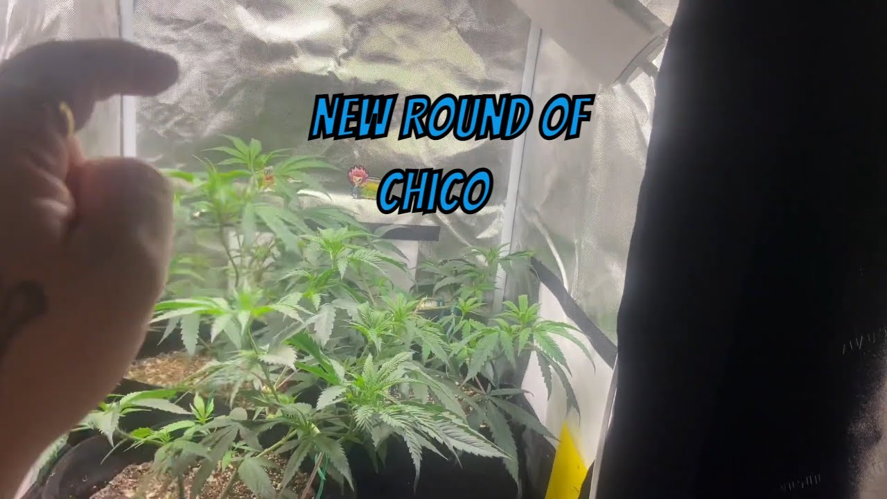 Growing Some Awesome- Cannabis Chico and Krakens/Reapers