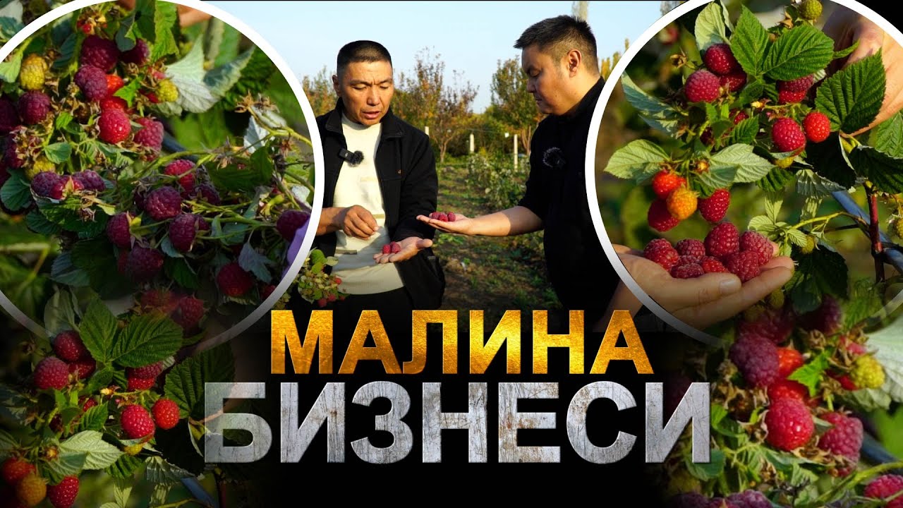 Малинанын КӨЧӨТҮН туура тандагыла. Баасы канчадан Бир сорт 35 тоннага чейин берет