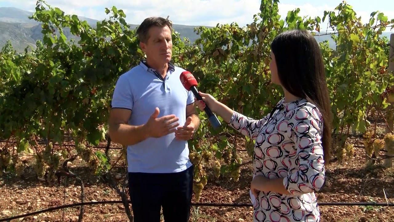 NA&Scaron;A TV | U HERCEGOVINI POČELA BERBA GROŽĐA