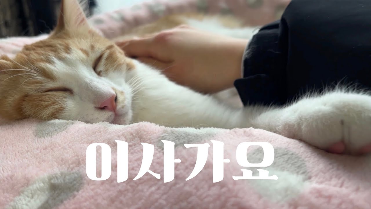 옹이 일상 겸 공지영상