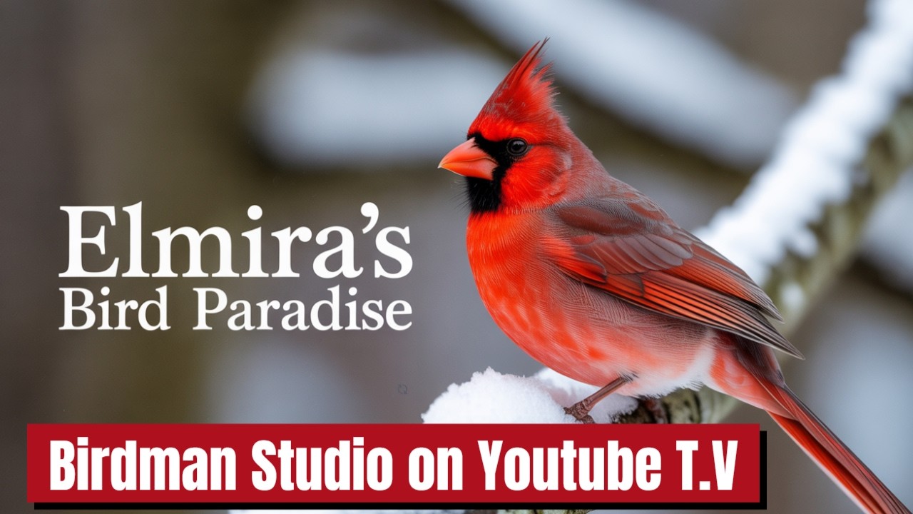 Southern Tier New York Live Bird Cam - Live Bird Cam - Live Nature cam #birdcam