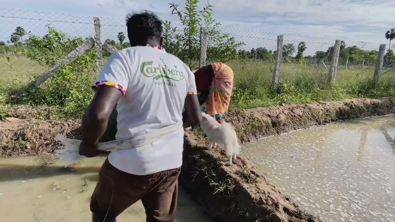 நாற்று நடவு முறை தெய்வீகமானது. இதுதான் தமிழரின் பண்பாடு.