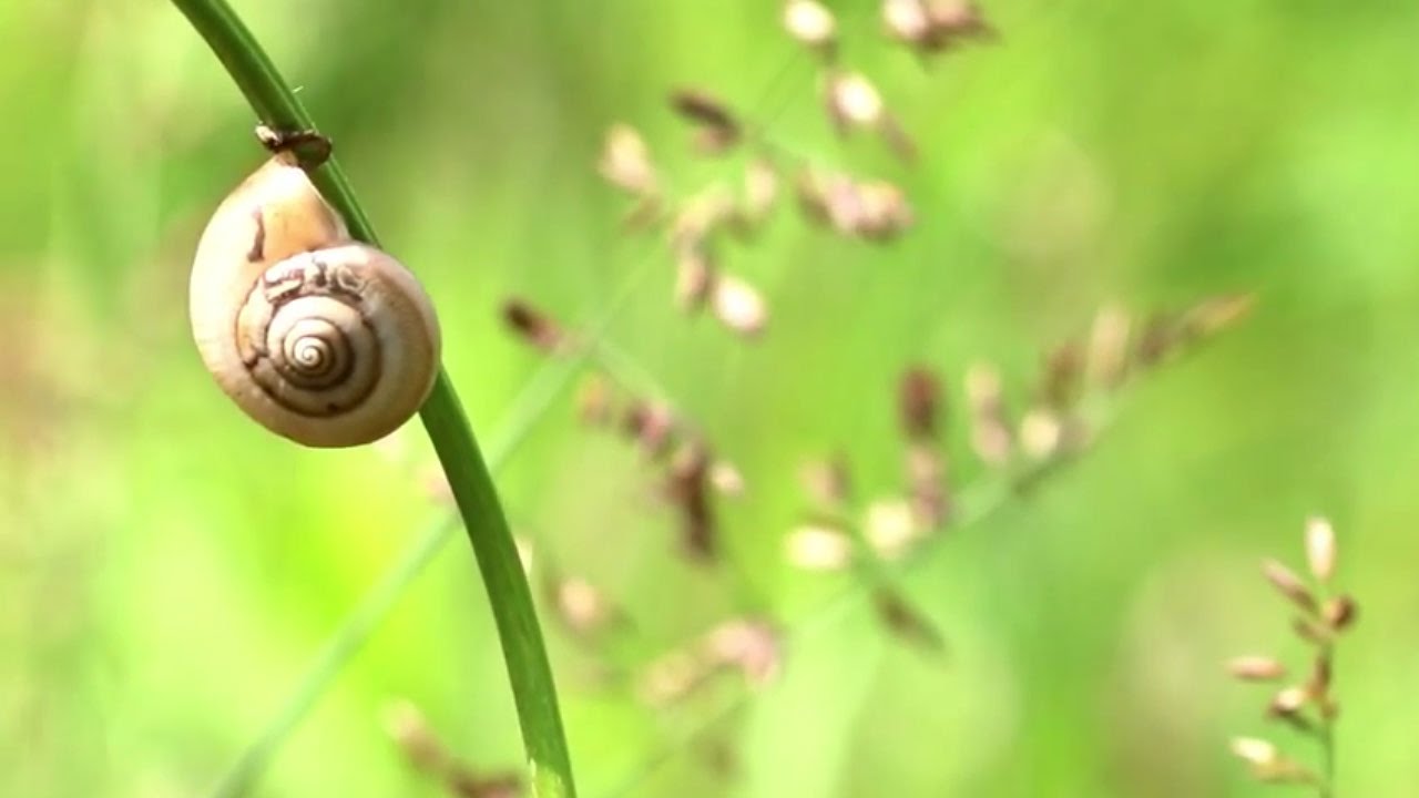 Begleitende Meditation - Ich-Stabilisierung und Selbstvertrauen