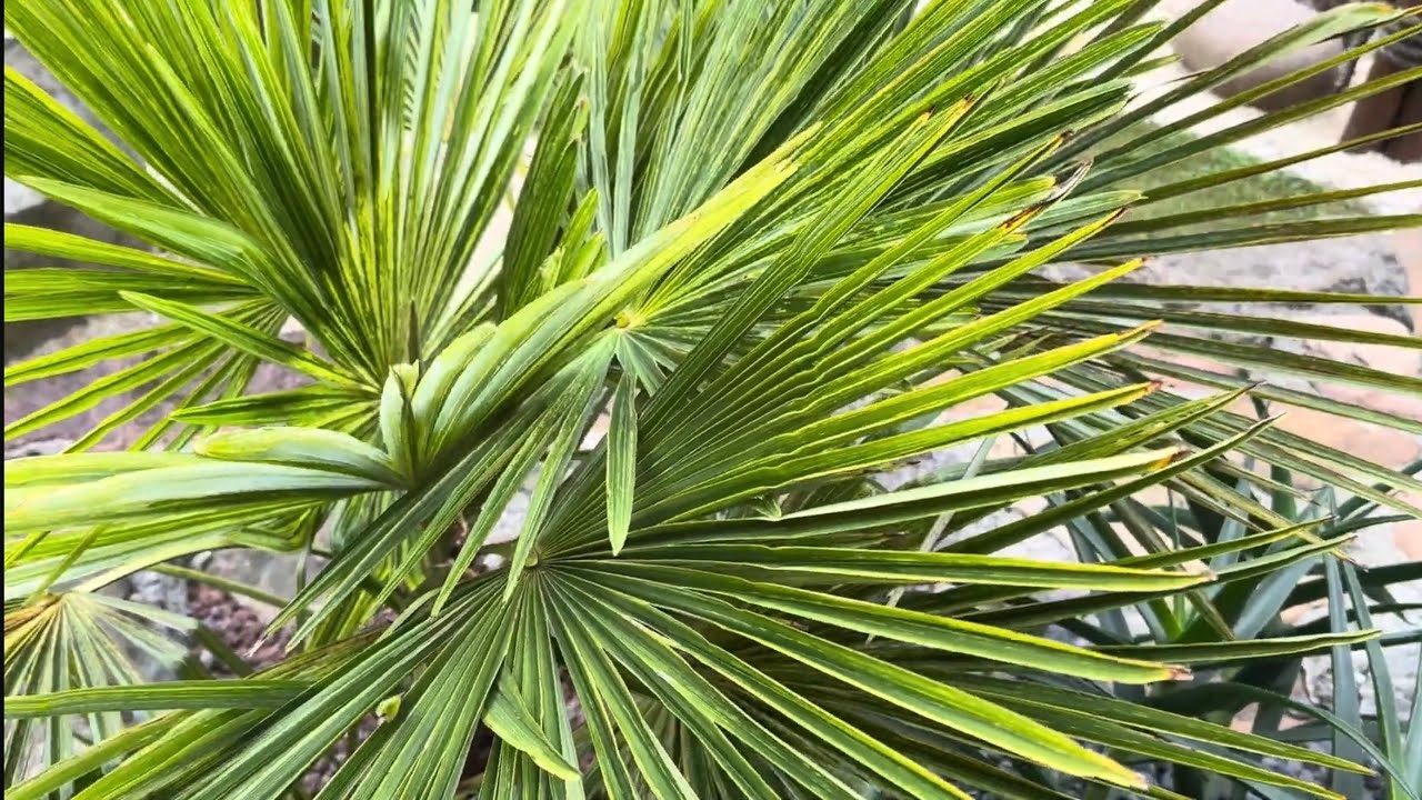 Rundgang im Palmengarten 2025🌴