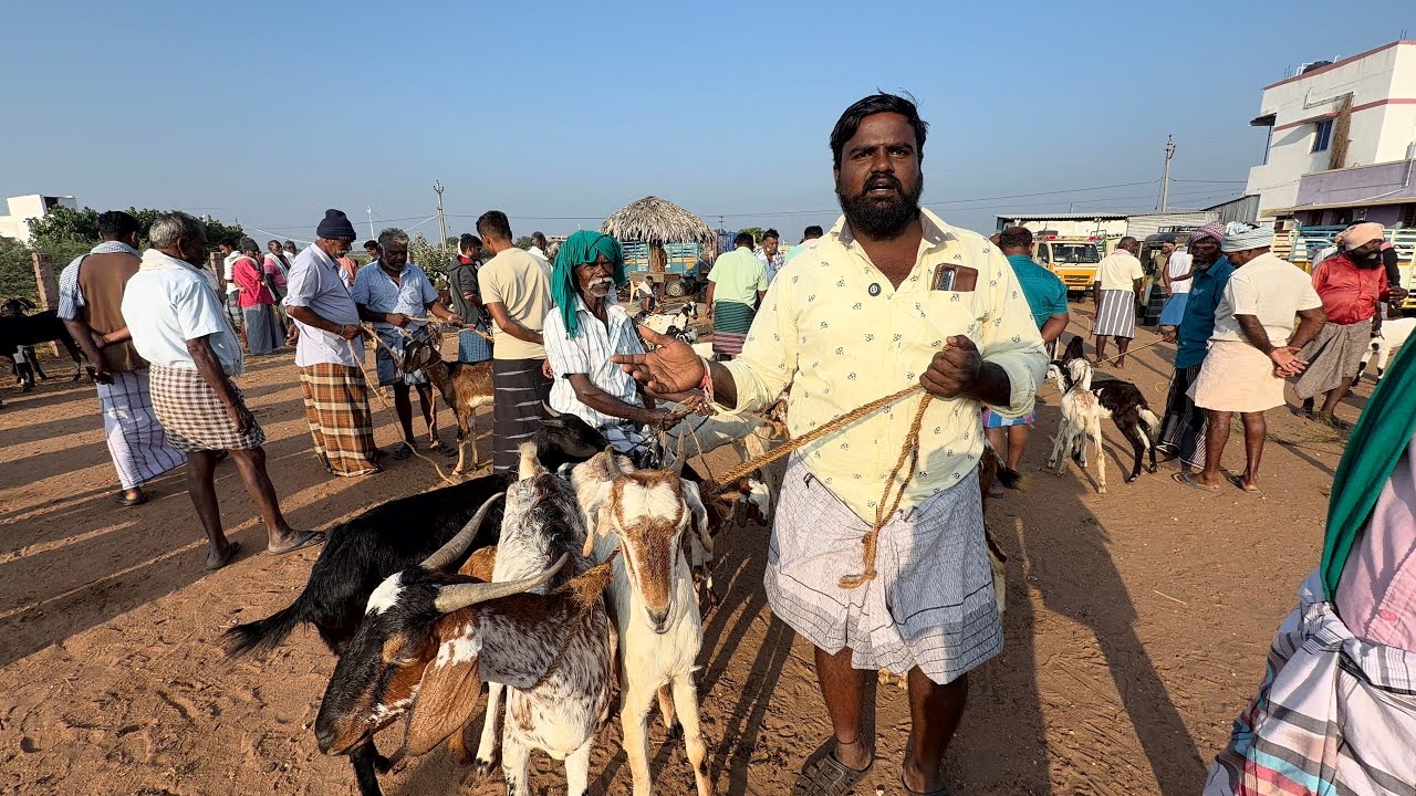 தூத்துக்குடி கீடா சந்தைக்கு போலாமா வாங்க Is it possible to buy a keeda at the Thoothukudi market? 