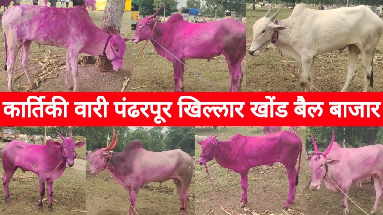 कार्तिकी वारी पंढरपूर खिल्लार खोंड बैल बाजार 2025 Khillar Bull Market Pandharpur 2025