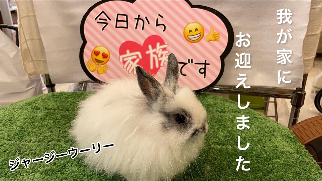 【うさぎのお迎え】ジャージーウーリー♫