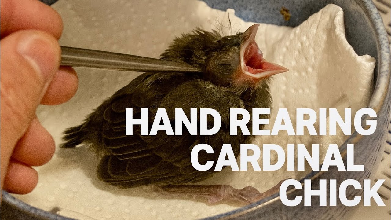 Hand-Rearing Red-Crested Cardinal | Feeding Paroaria coronata Chick 