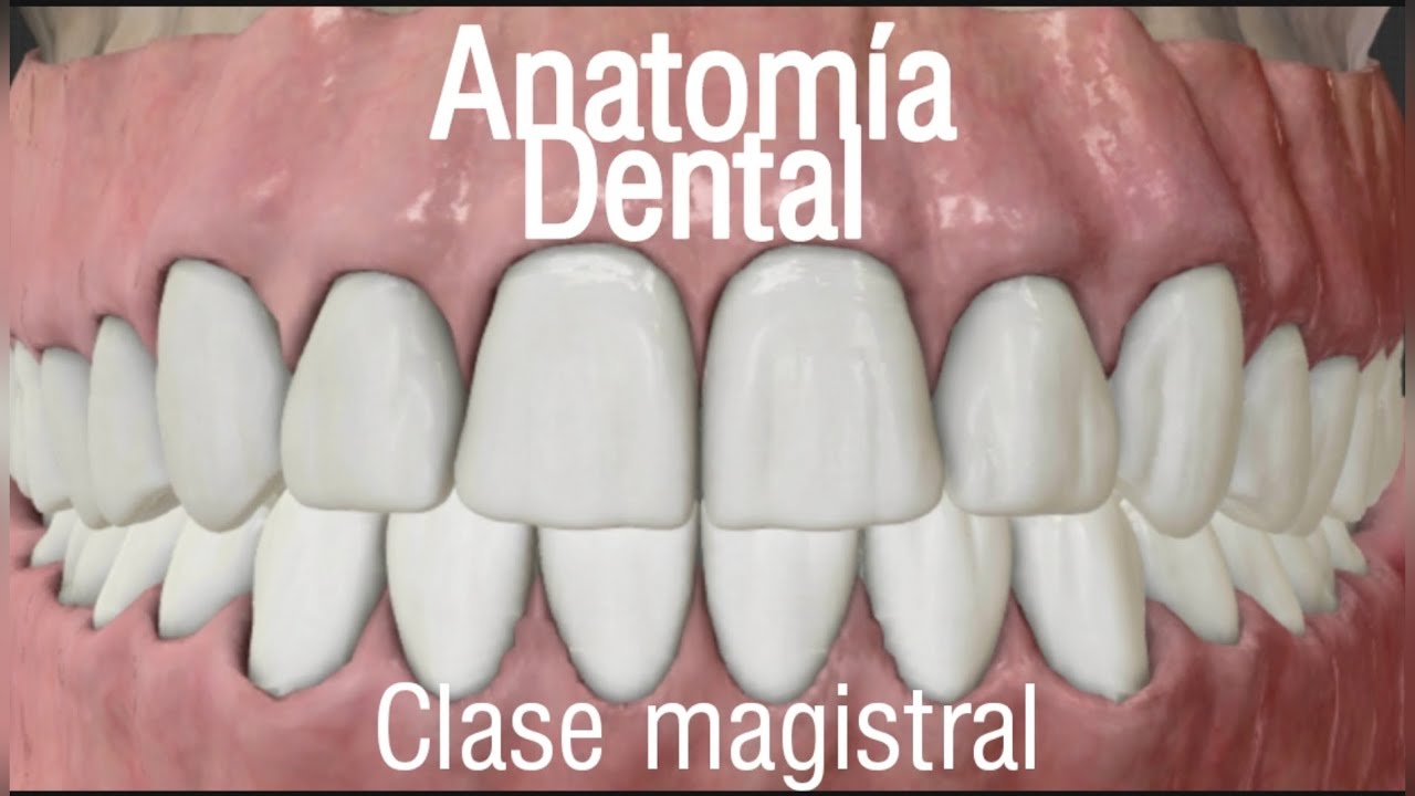 Anatomía dental - clase magistral virtual