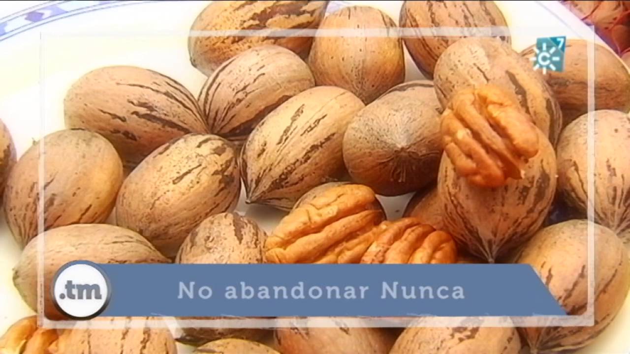 Nuez pacana en el Valle del Guadalhorce