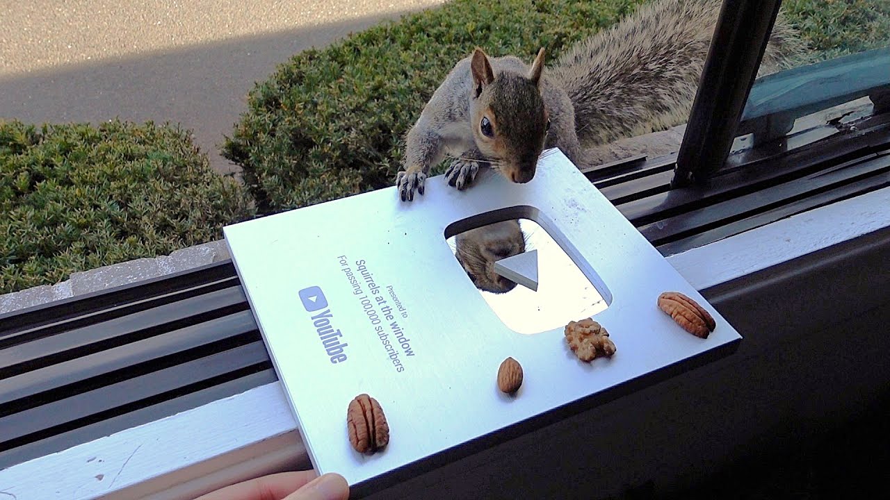 Squirrels' reactions to 100k YouTube Plaque with an adorable outcome