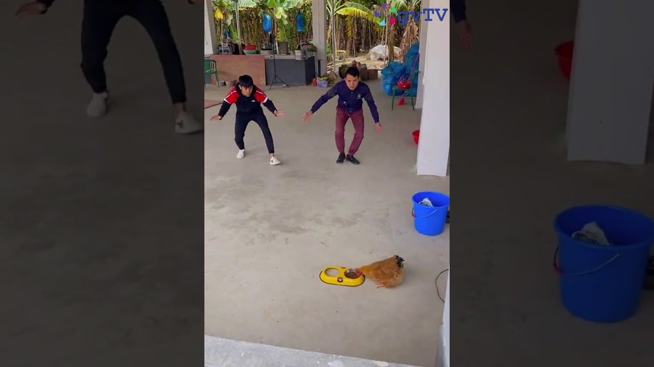 #GvTv #funnyvideos   funny video