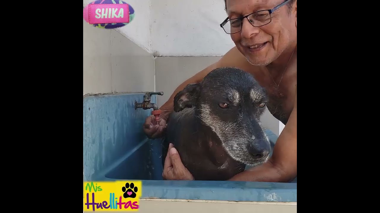 Shika 🐕‍🦺 Mi Baño 🛁 🧼 🧴 del 20FEB'26 9:18 am #Shika #DogLover #Perro #MascotaFeliz #Bath #Wash #Baño