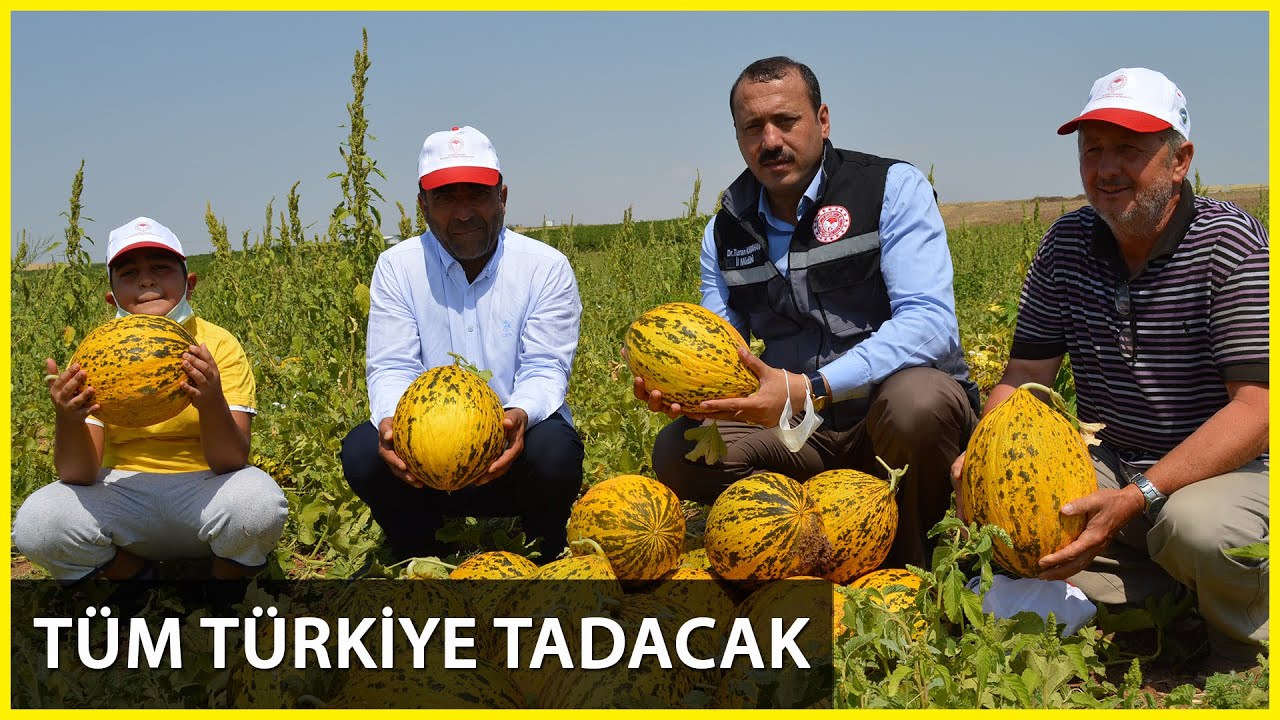 Elazığ'daki Hasadı Yapılan Kavun ve Karpuz 81 İle Gönderilecek